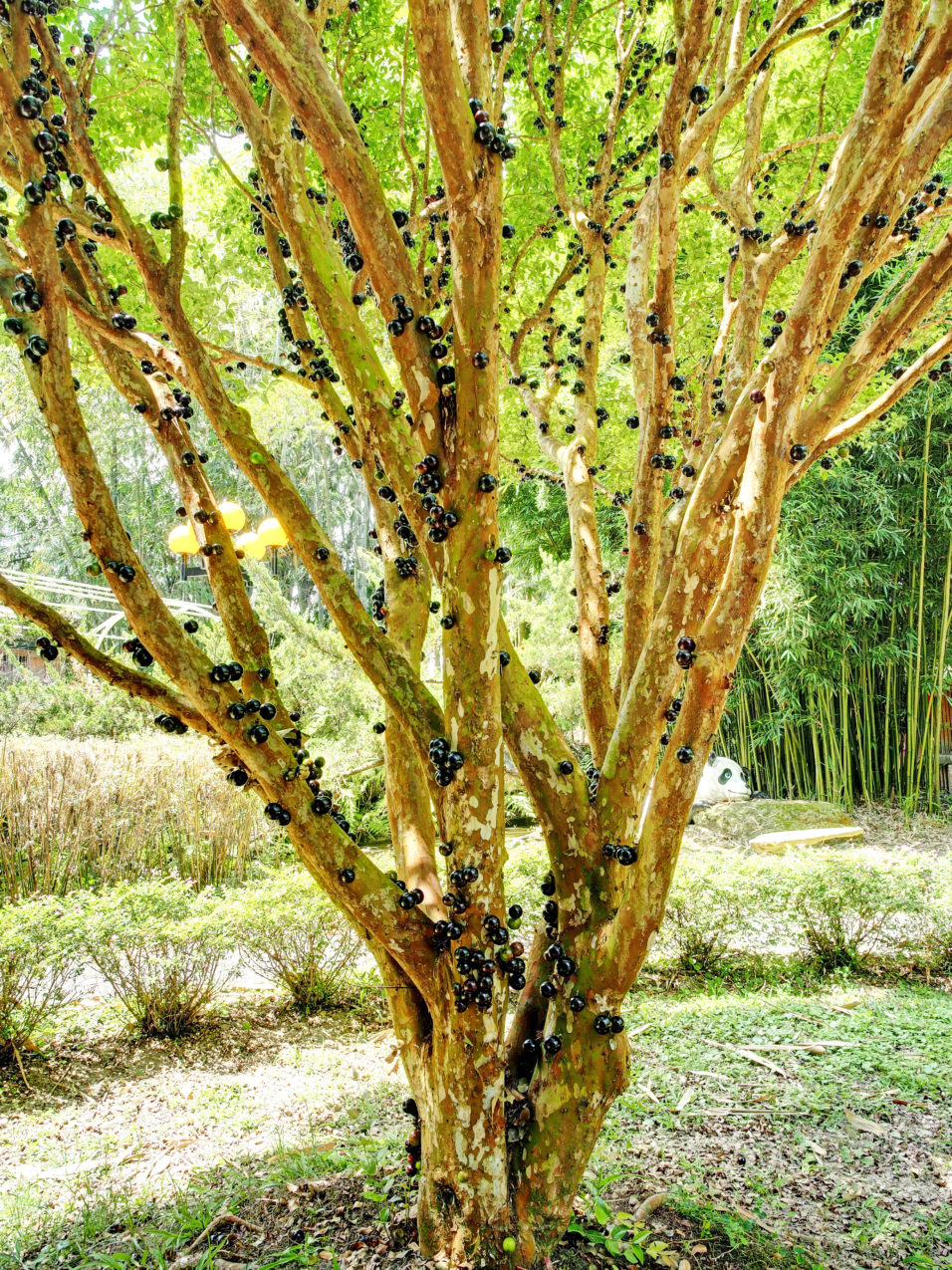 Inter3esting Tree 7 Interesting trees to add to your design – Treeification